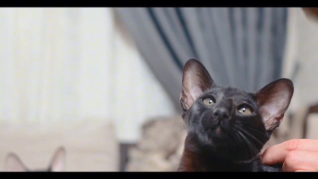 Багира котовски выставка