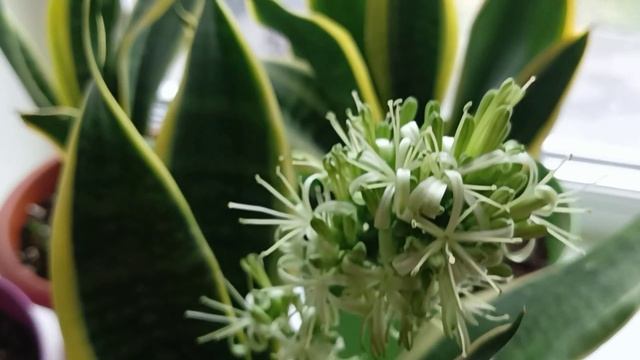 Сансевиерия Лауренти уход, размножение