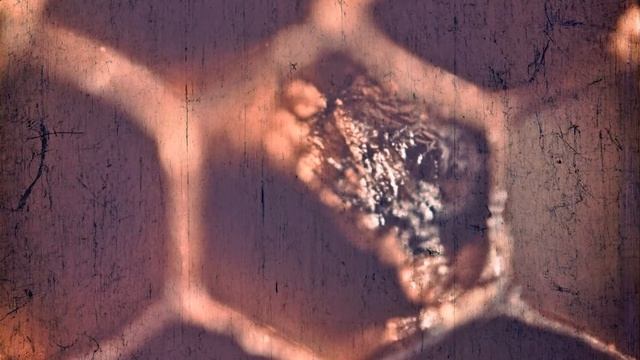 #1-1 Болезни и вредители пчёл, 1968