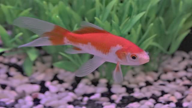 Рыбка Золотая