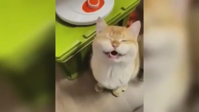 📺 КОТО-МАРАФОН: смейтесь вслух и заряжайтесь позитивом