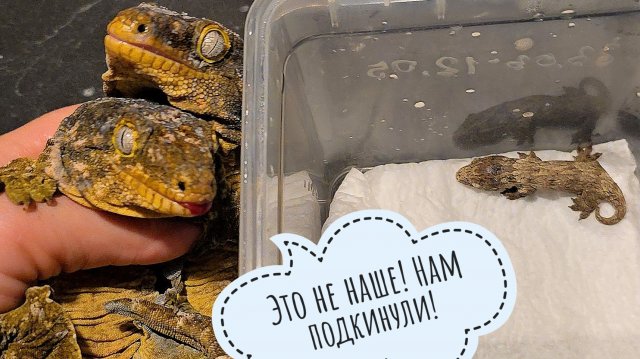 Гигантские бананоеды размножились! У гекконов Плесени и Сырка вылупились дети