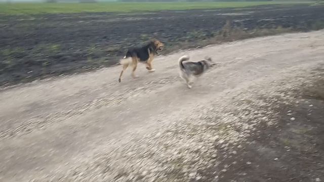 Женская ревность. #собаки #животные #топ