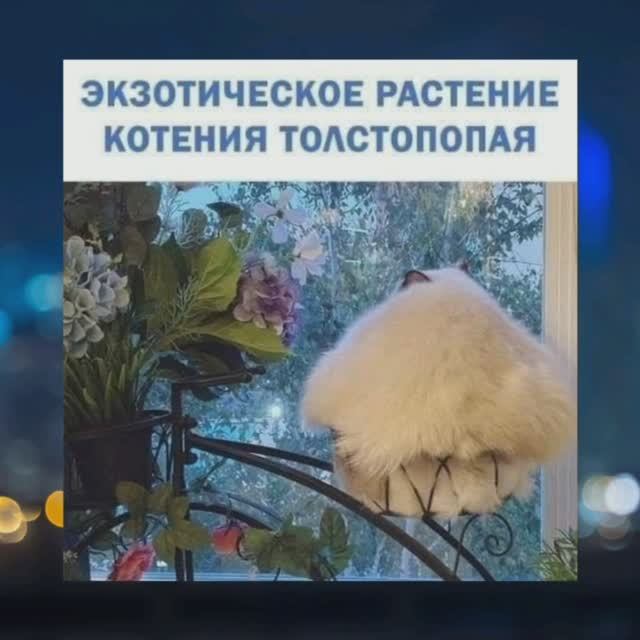 Анекдоты, юмор, статусы, приколы 😁