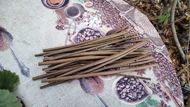 Режу поросль фундука и намечаю хосты.