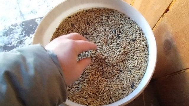 14-11-2025 Сыворотка для хозяйства / кормление коз.