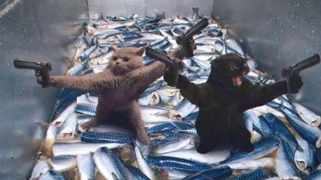 - ДЕРЗКИЕ ГРАБИТЕЛИ!  С ОЗВУЧКОЙ! Приколы с котами! САМЫЕ СМЕШНЫЕ ЖИВОТНЫЕ