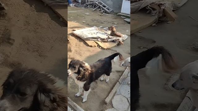 Обзор приюта