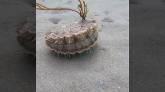 Морской гребешок удирает со всех своих ног