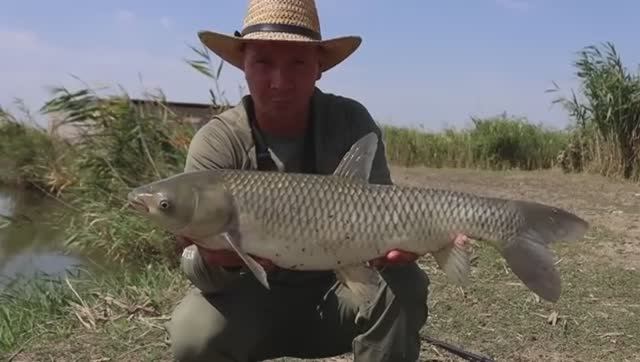 Ловлю амура на поплавочную удочку