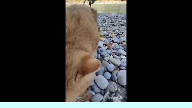 COOPER GOLDEN LEADER*MD