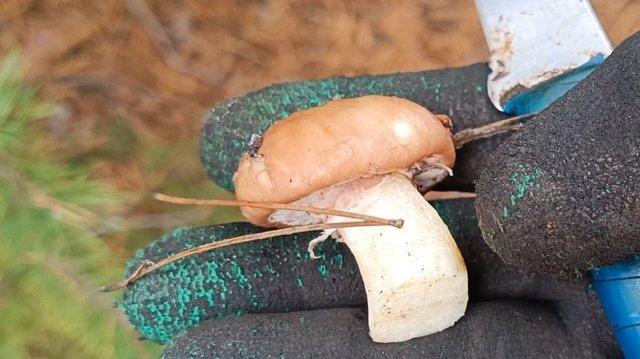 Маслята в Ростовской области