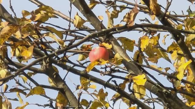 Готовлю розы к укрытию! Прогулка!