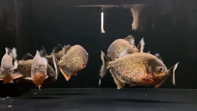 Красота пираний