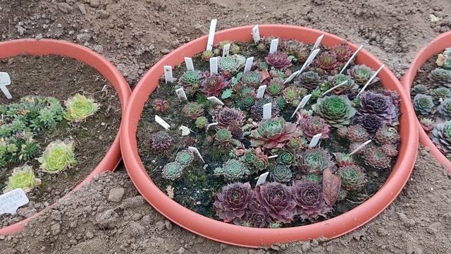 На будущий урожай. Почему Ваши помидоры трескаются, и не только они?