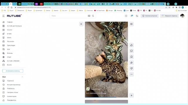 Котята питомника ДОМАШНИЙ ЛЕОПАРД