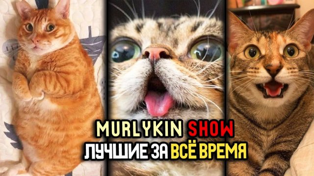 🔥 Приколы с котами и собаками 😂 Подборка смешных животных №5 ☺️ Лучшие за Всё Время 😎