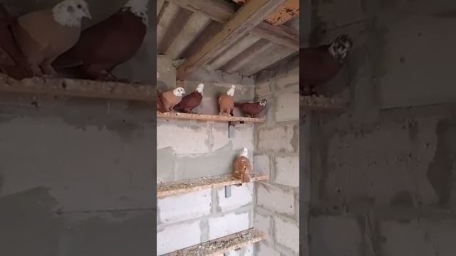 12.11.2025г Благодарненские Голуби на продажу!!!+79298223260  Константин