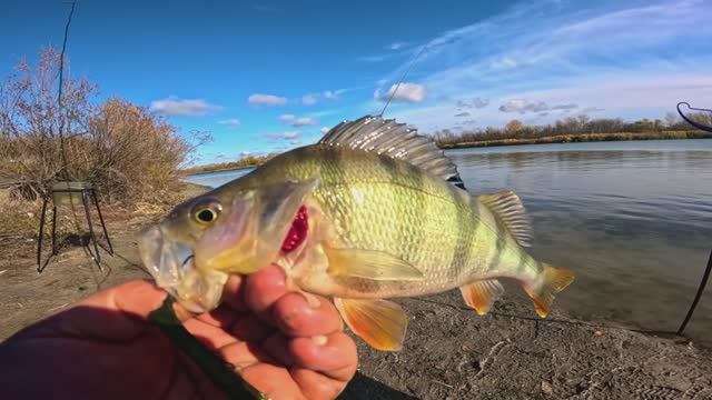 Рыбец как из пулемёта РЫБАЛКА на РЕКЕ ДОН