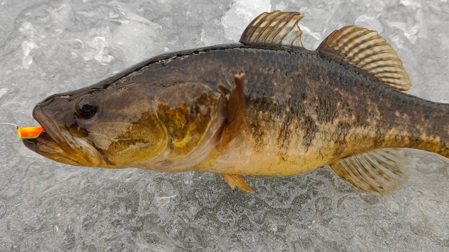 Первый Лёд 2025