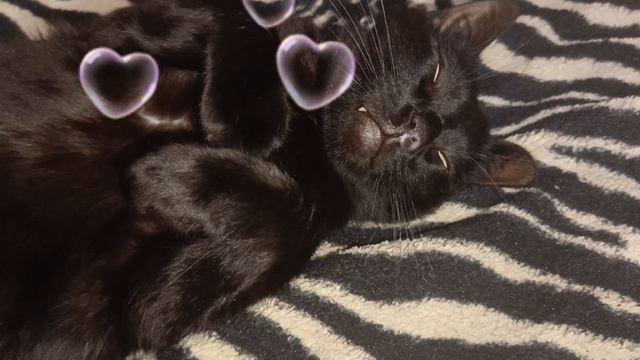 Самое милое видео,на утро сегодняшнего дня💕🐈⬛