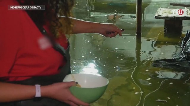Жительница Кузбасса разводит в затопленном подвале карпов