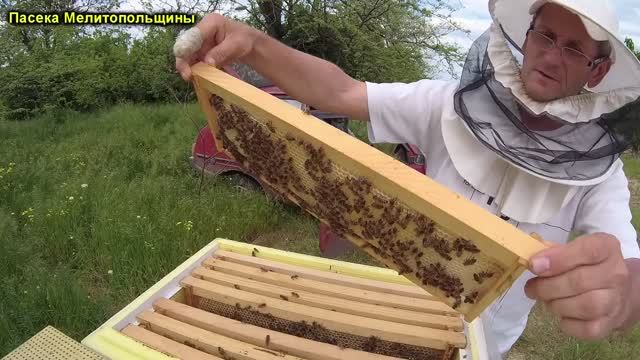 Тестовая карпатка медосбор рапса