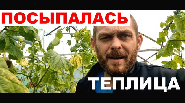 Чистим печь. Разваливается новая теплица. Осенний огурец, редис.