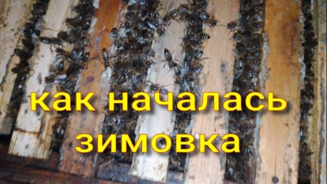 выборочный осмотр семей на начало зимовки