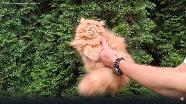 Персидская порода на 31-й выставке кошек PCA 15-16 ноября 2025г