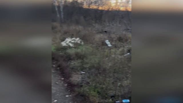 Посадка в мусоре