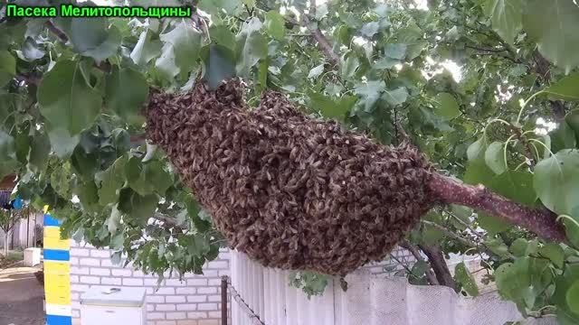 Поздний рой пчел в октябре