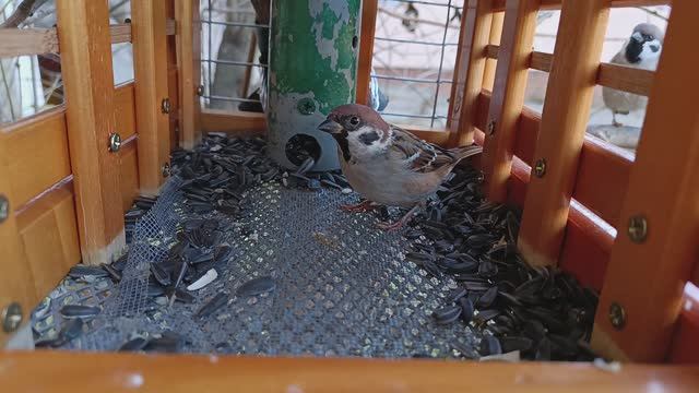 Меню всё тоже ,опять семечки.