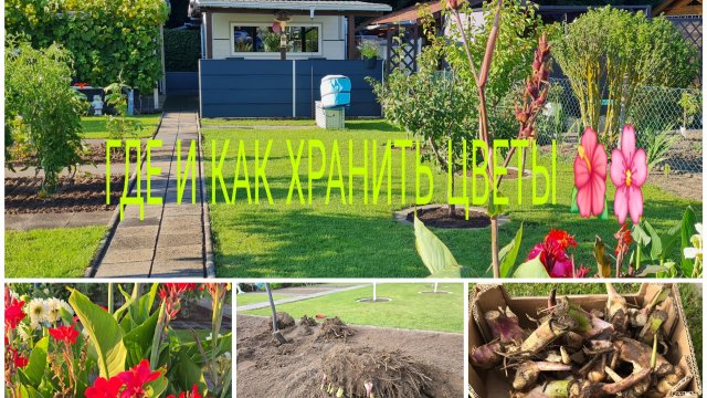 ДАЧНЫЙ ВЛОГ 🏕ПАРА ВЫКАПЫВАТЬ КАННЫ 🌺🌸_ВРЯМЯ ПРИШЛО ГДЕ ХРАНИТЬ ИХ НАЗИМУ/Закупка 🛍