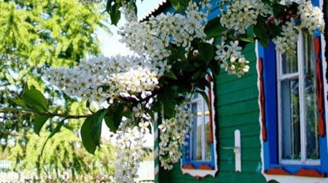 Песни моего поколения, мы это слушали и пели. Под окном черёмуха колышется