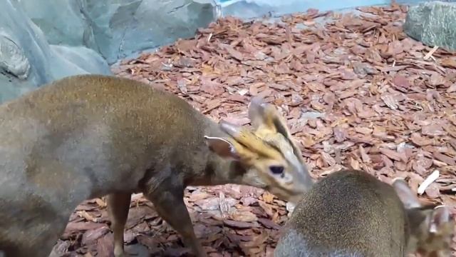 Крокус Аква Москва