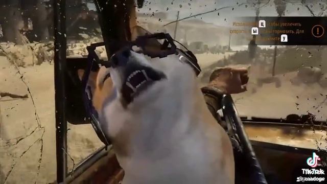 ржачный пёсик