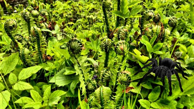 Молодой папоротник