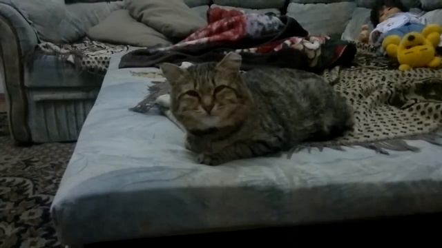 кот устал чихать