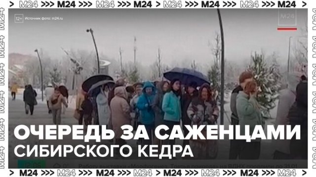 Очередь за саженцами 3-летнего сибирского кедра выстроилась в Электростали - Москва 24