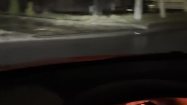 Тигриный лев