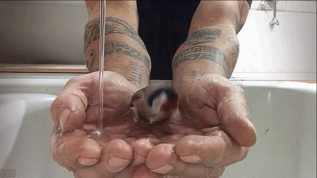 Ж.Бичевская — Мы лишь на миг приходим