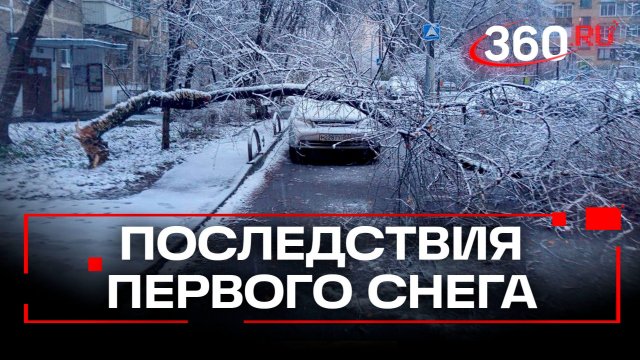 Дерево упало на легковушки от тяжести первого снега в Москве