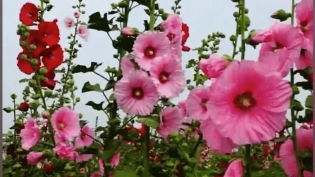 "Исчезли солнечные дни"