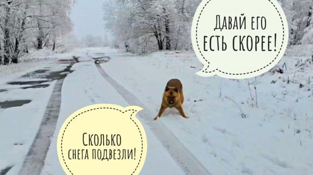 Псу Кубику зиму подвезли! Спасаем лягушеньку из-под снега. Календари на ВБ!