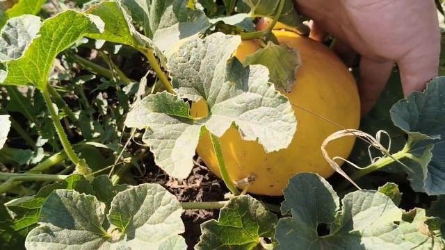 Собрали урожай дынь.