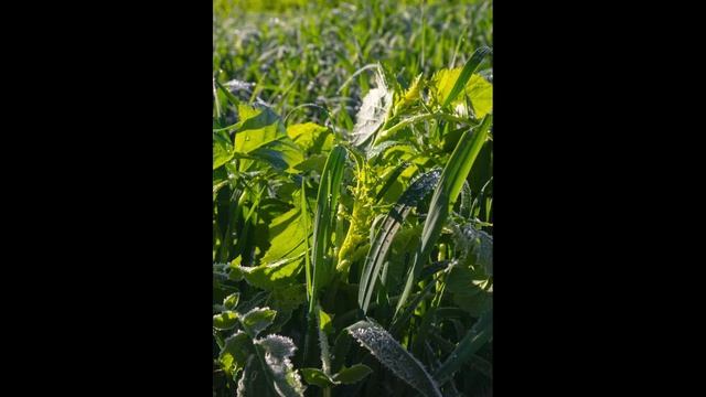 Тайм-лапс. Иней на траве