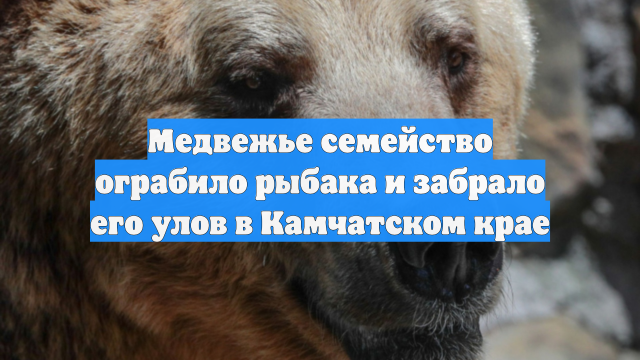 Медвежье семейство ограбило рыбака и забрало его улов в Камчатском крае
