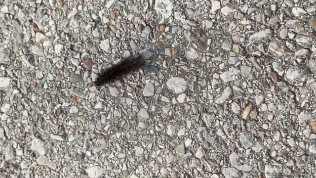 чёрная и мохнатая🤯🤯🤯🤯