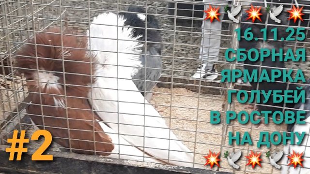 💥🕊💥 16.11.25 Птичий рынок в г.Аксай. Сборная ярмарка голубей. Часть 2. Николаевские голуби.